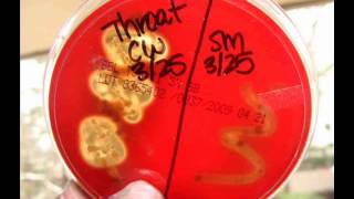 Blood Agar Bacterial Growth Medium Alpha Beta amp Gamma Hemolysis [upl. by Breskin]