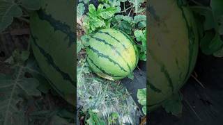 Watermelon items New Viral Gadgets Smart Appliances Kitchen Utensils Home Inventions shorts [upl. by Fair]