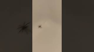 Spider on my ceiling [upl. by Gardiner543]