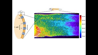 Bioelectronics [upl. by Gayler]