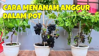 CARA MENANAM ANGGUR DALAM POT AGAR CEPAT BERBUAH [upl. by Nagear]