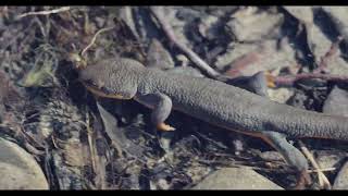 roughskinned newt on the South Fork of the Eel near Garberville June 7 2024 [upl. by Klehm]