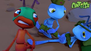 Ant Down ⛑🏳 ANTIKS Funny Cartoons For All The Family [upl. by Nahshunn]