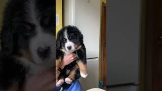 Puppy Bernese Sennenhund bmd bernesedog puppy бернскийзенненхунд [upl. by Adnuahsal]