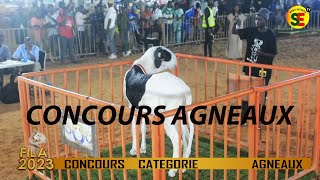 FOIRE INTERNATIONALE DU LADOUM  FILA 2023  CONCOURS AGNEAUX [upl. by Adnahsed]