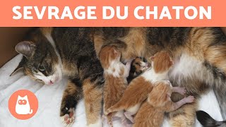 Sevrage du chaton  Âge temps durée [upl. by Ocinom740]