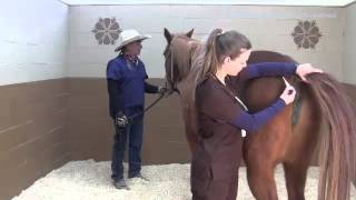 How to Take A Horses Temperature with Digital Thermometer [upl. by Woolcott]