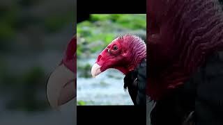 Turkey vulture on Vancouver Island [upl. by Laenaj]