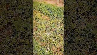 This is the effect video of tractor equipped with weeding wheel Tractor Mower Agriculture [upl. by Karilla]