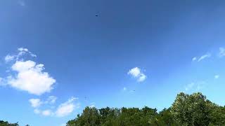 Turkeys vultures flying over my doggosdoggos wildlife doglife [upl. by Peltz]