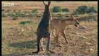 Wallaroo vs dingo  BBC wildlife [upl. by Archaimbaud617]