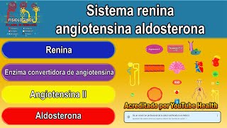 Sistema renina angiotensina aldosterona  Sistema renina angiotensina aldosterona fisiología [upl. by Brandie]