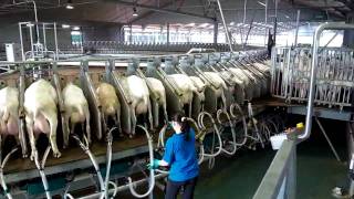 180 Stall Goat Rotary milking parlor Westfaliasurge  part 1 [upl. by Alano]