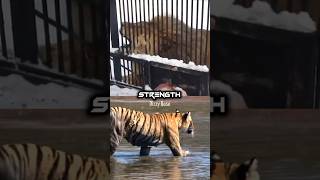 Barbary Lion vs Bengal Tiger tiger lion cats 1v1 animals foryou fyp [upl. by Epotimet]