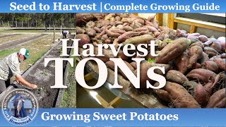 How to Grow Sweet Potatoes in Fabric Pots amp Containers 5 Tips for a Great Garden Harvest [upl. by Leonhard705]