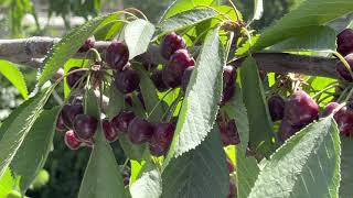 overview of cherry fruit plant  Prunus avium  What does a cherry tree look like [upl. by Meter]