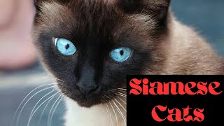 Siamese Cats The Diva of the Feline World [upl. by Vod]