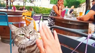 This cat is a Robot when it comes to this trick😃😃😸😸 [upl. by Huberman]