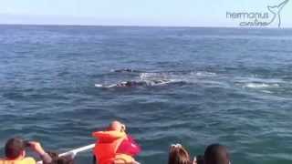 Southern Right Whales as Seen off our Boat [upl. by Isola710]