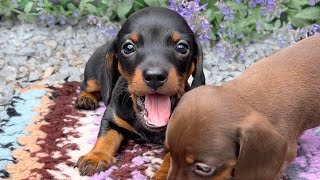 Family Diary Mini Dachshund puppies outside for the first time [upl. by Ailugram]