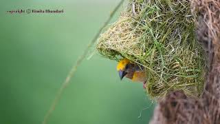 The baya weaver Ploceus philippinus bayaweaver bimitaphotography [upl. by Llednol]