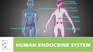 HUMAN ENDOCRINE SYSTEMPART 01 [upl. by Leela]