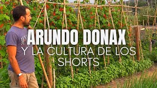 Arundo donax y la cultura de los Shorts [upl. by Dodie54]