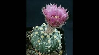 Astrophytum asterias cv Ooibo [upl. by Gnuh]