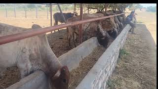 Feedlot success at Marereni feedlot farm in Magarini bull feedlot feedsfarming  cowvideos [upl. by Artiek]