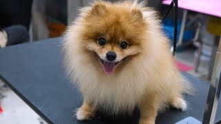 He change my thought after grooming this spicy boy  Pomeranian full grooming process [upl. by Von]