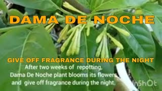 Vlog 844 Dama De Noche Open Its Flowers and Give Off Fragrance During The Night [upl. by Nanon]