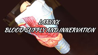 LARYNX  Nerves  Arteries  Veins  Vocal cords [upl. by Hammer41]