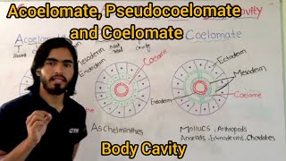 Acoelomate Pseudocoelomate and Coelomate Classification Of Animals base upon Body Cavity [upl. by Claudell]