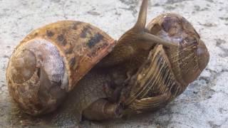 Snail Gives Birth  Birth of a Snail [upl. by Oeram682]