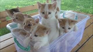 Kittens meowing too much cuteness  All talking at the same time [upl. by Alesiram151]