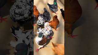 Part 067 pigeon birds animals pets rotanafarm attitude pigeonsong bird kabutar birdspecies [upl. by Notsew]