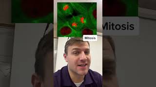 Mitosis animation [upl. by Arik]