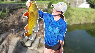 Easiest way to catch Peacock Bass in Miami Florida [upl. by Gernhard727]