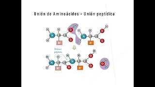 Biomoléculas las proteínas [upl. by Elfie197]