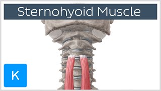 Origin and Insertion of the Sternohyoid Muscle  Human Anatomy  Kenhub [upl. by Martell]