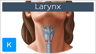 Larynx  Membranes ligaments and muscles  Human Anatomy  Kenhub [upl. by Colburn337]