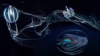 Jellyfishes vs Plankton  Blue Planet  BBC Earth [upl. by Suraved468]