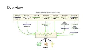 Baltimore Scheme Viral Classification System [upl. by Laehcimaj]