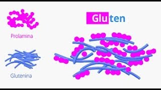 Composición del gluten [upl. by Nachison]