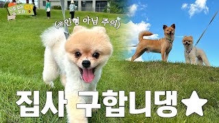 안락사 없는 입양 센터 발라당의 이야기🍀  경희대 방송국 VOU 인포영상  나를 보러 오라멍 [upl. by Hitt]