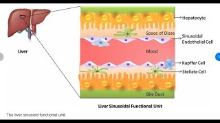 Hepatic Sinusoidal Disorders [upl. by Oneil]