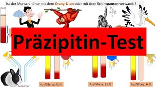 Präzipitintest zur Bestimmung stammesgeschichtlicher Verwandtschaft Biologie Evolution Oberstufe [upl. by Nnylaf]