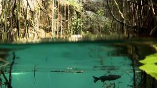 Yucatán jungle dive  Red Bull Cliff Diving World Series 2011  Mexico [upl. by Oakleil]