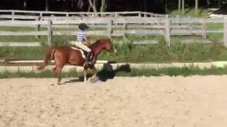 Medium Hunter Pony For Sale  Beaverwoods Monarch  5198337169 [upl. by Creighton661]