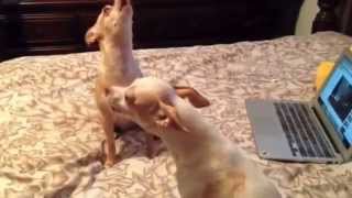 CUTE CHIHUAHUAS HOWLING [upl. by Eddi722]